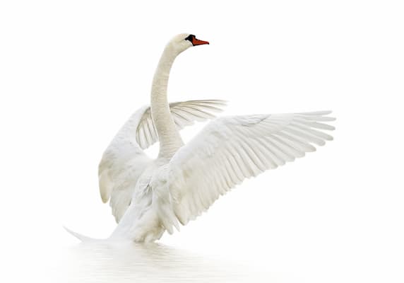 cygne majestueux s'envole